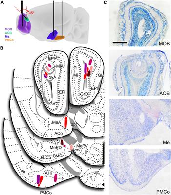 Neural activity patterns in the chemosensory network encoding vomeronasal and olfactory information in mice